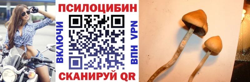 Псилоцибиновые грибы Psilocybe  Купить  Удачный 